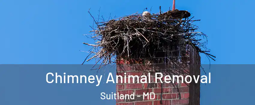 Chimney Animal Removal Suitland - MD