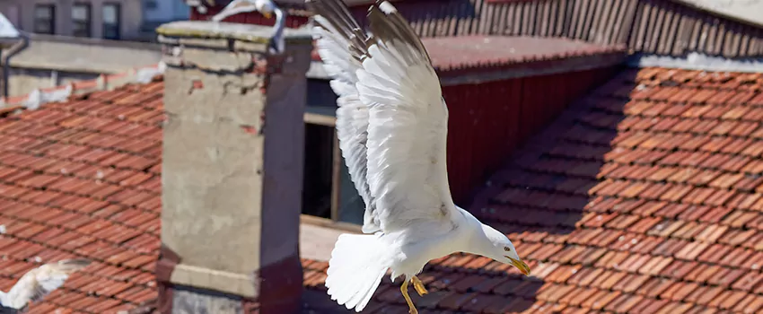 Residential Chimney Animal Removal Solution in Suitland, MD