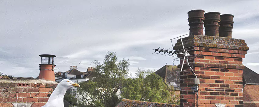 Chimney Cleaning And Restoration in Suitland, Maryland